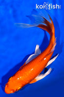 7.5" ORENJI OGON BUTTERFLY