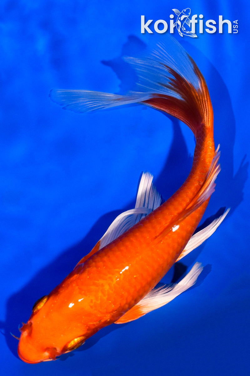 7.5" ORENJI OGON BUTTERFLY