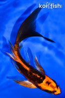 5.5" ARAGOKE BENI KIKOKURYU BUTTERFLY