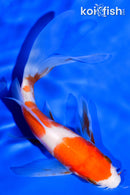 5.5" KOHAKU BUTTERFLY