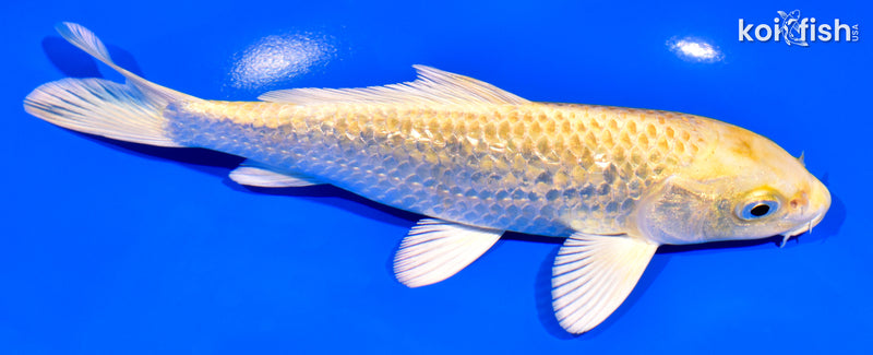 6.5" GINRIN YAMABUKI OGON