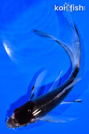 6" GOSHIKI BUTTERFLY