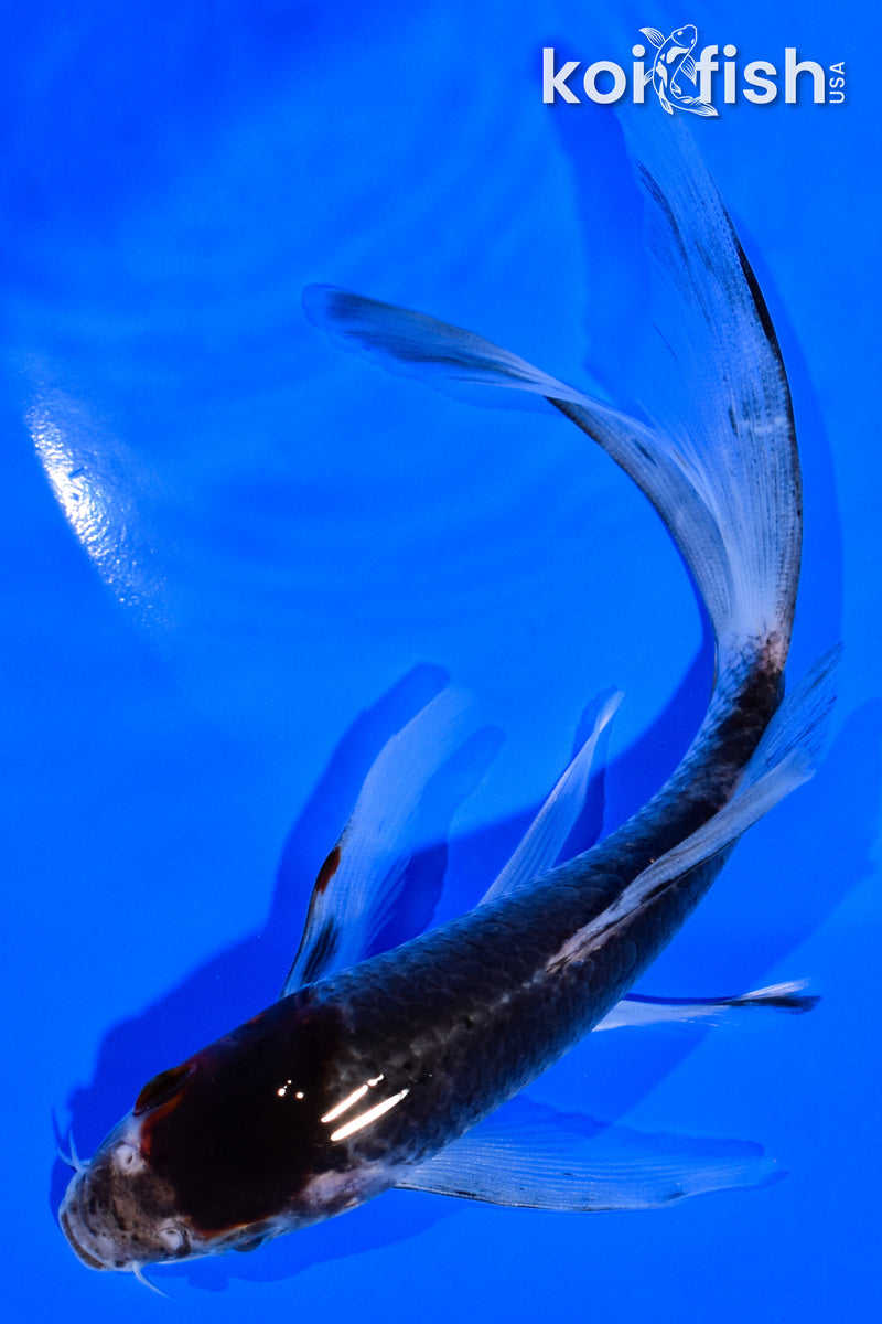 6" GOSHIKI BUTTERFLY