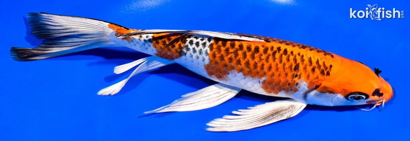 10.5" BENI GINGA BUTTERFLY