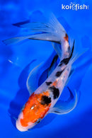 7.25" SANKE BUTTERFLY