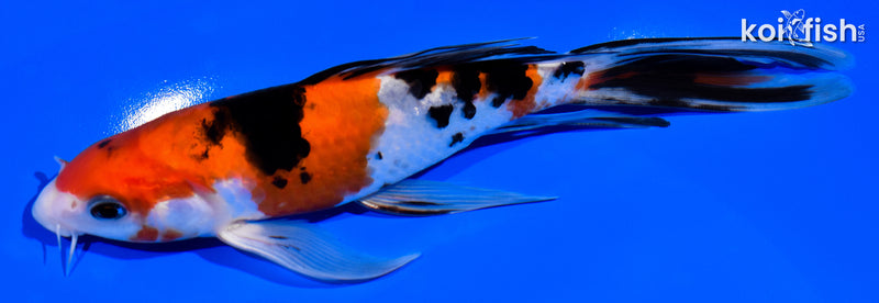 7.25" SANKE BUTTERFLY