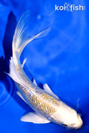 5.25" GINRIN KUJAKU BUTTERFLY