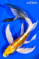 8.5" KIN KIKOKURYU BUTTERFLY