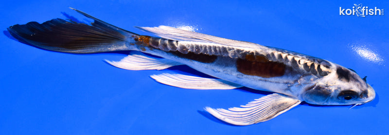 7.75" GINRIN BENI KIKOKURYU BUTTERFLY