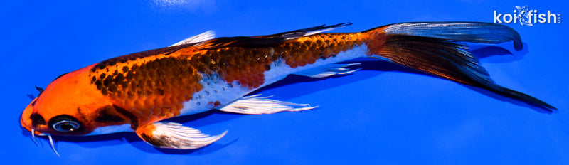 7.25" KUJAKU BUTTERFLY