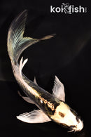 5.25" KIN KIKOKURYU BUTTERFLY