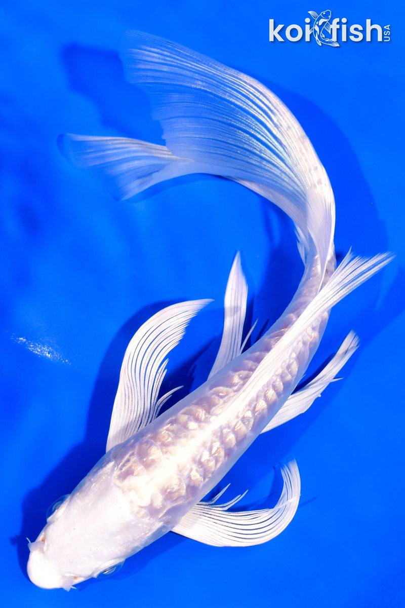 7.5" GINRIN DOITSU PLATINUM OGON BUTTERFLY
