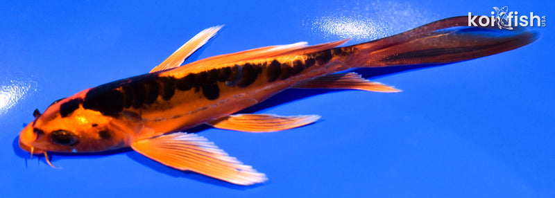 5.75" DOITSU ORENJI MATSUBA BUTTERFLY