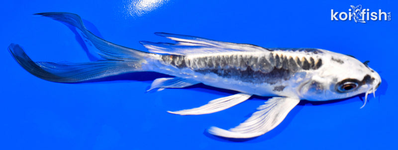 6" KIKOKURYU BUTTERFLY