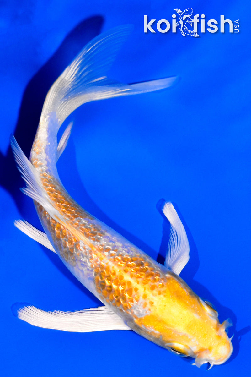 4.25" GINRIN HARIWAKE BUTTERFLY