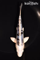 5.5" GIN SHIRO BEKKO