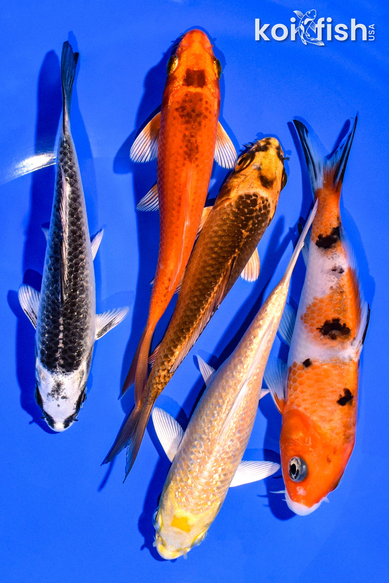 PACK OF (5) 4-5" STANDARD KOI