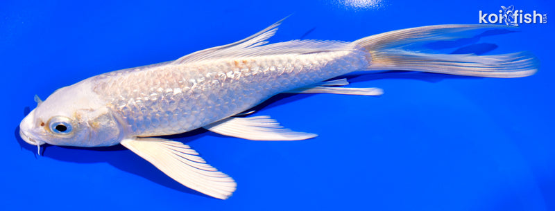 7.75" GINRIN PLATINUM OGON BUTTERFLY