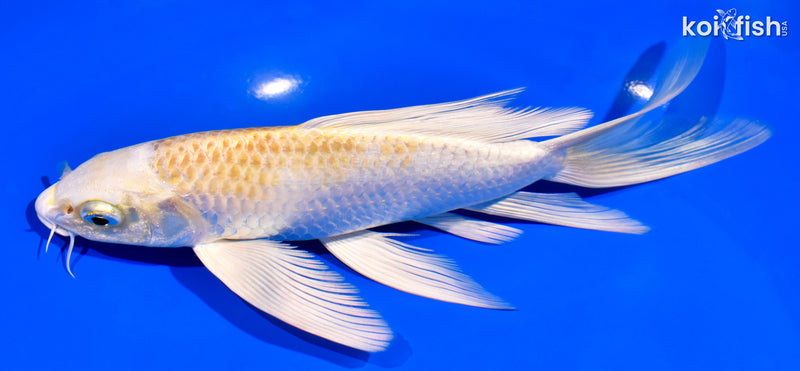 7.75" HARIWAKE BUTTERFLY