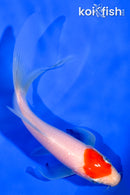 5.25" TANCHO KOHAKU BUTTERFLY