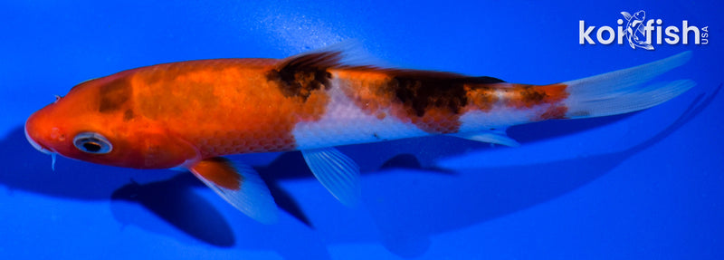 5.5" SANKE