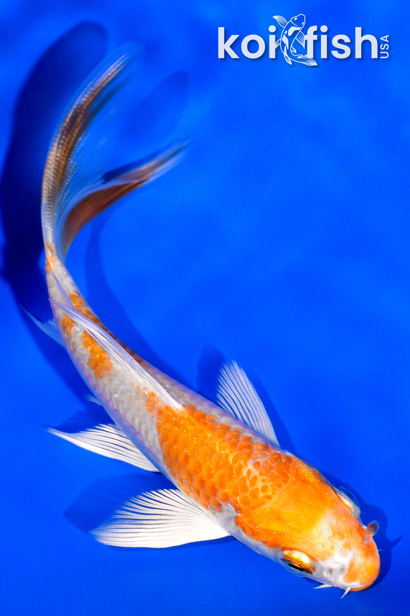 4" HARIWAKE BUTTERFLY
