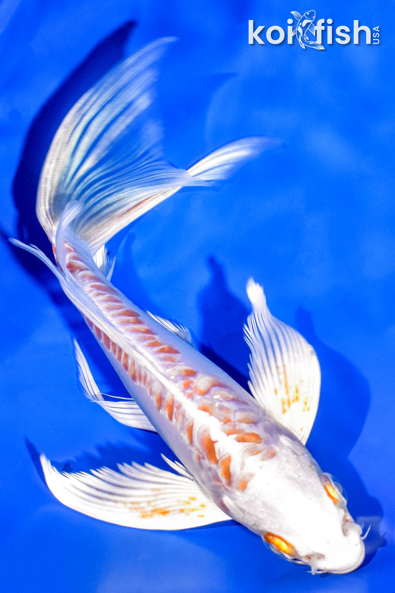 7" DOITSU HARIWAKE BUTTERFLY