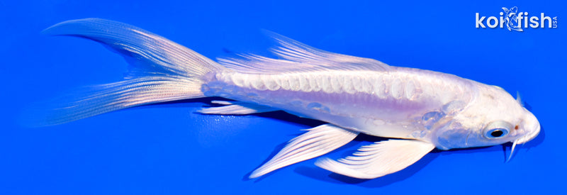 5.5" ARAGOKE PLATINUM OGON BUTTERFLY
