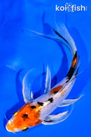 5.5" HEISEI NISHIKI BUTTERFLY