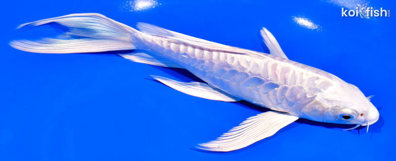 8" ARAGOKE PLATINUM OGON BUTTERFLY