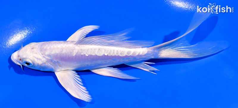 5.5" ARAGOKE PLATINUM OGON BUTTERFLY