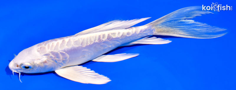 6.75" ARAGOKE PLATINUM OGON BUTTERFLY