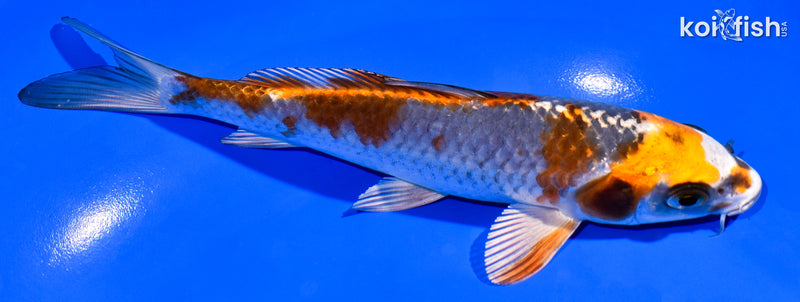 6.5" KUJAKU
