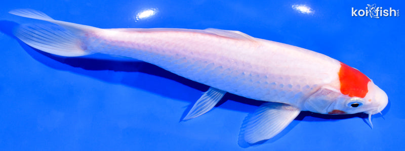 8.25" KOHAKU