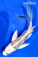 5.75" ARAGOKE GIN MATSUBA BUTTERFLY