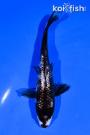 6.25" GINRIN MATSUKAWABAKE