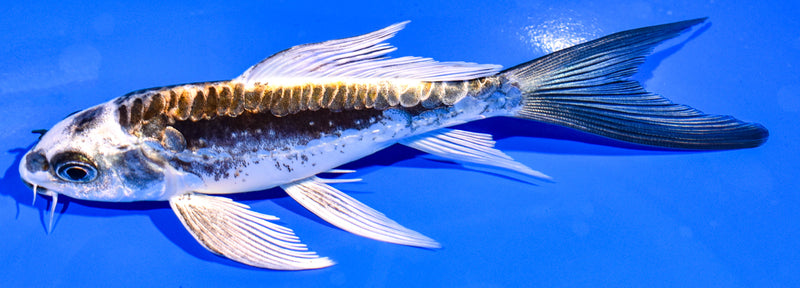 5.75" KIN KIKOKURYU BUTTERFLY