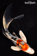 5.75" YAMATO NISHIKI BUTTERFLY