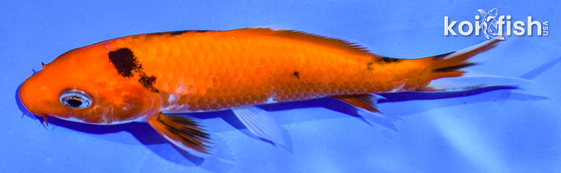 5" AKA BEKKO