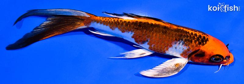 7.25" KUJAKU BUTTERFLY