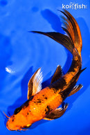 7.25" KIN HI UTSURI BUTTERFLY