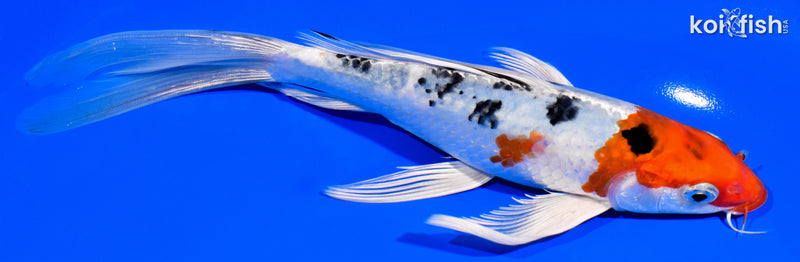 8.25" YAMATO NISHIKI BUTTERFLY