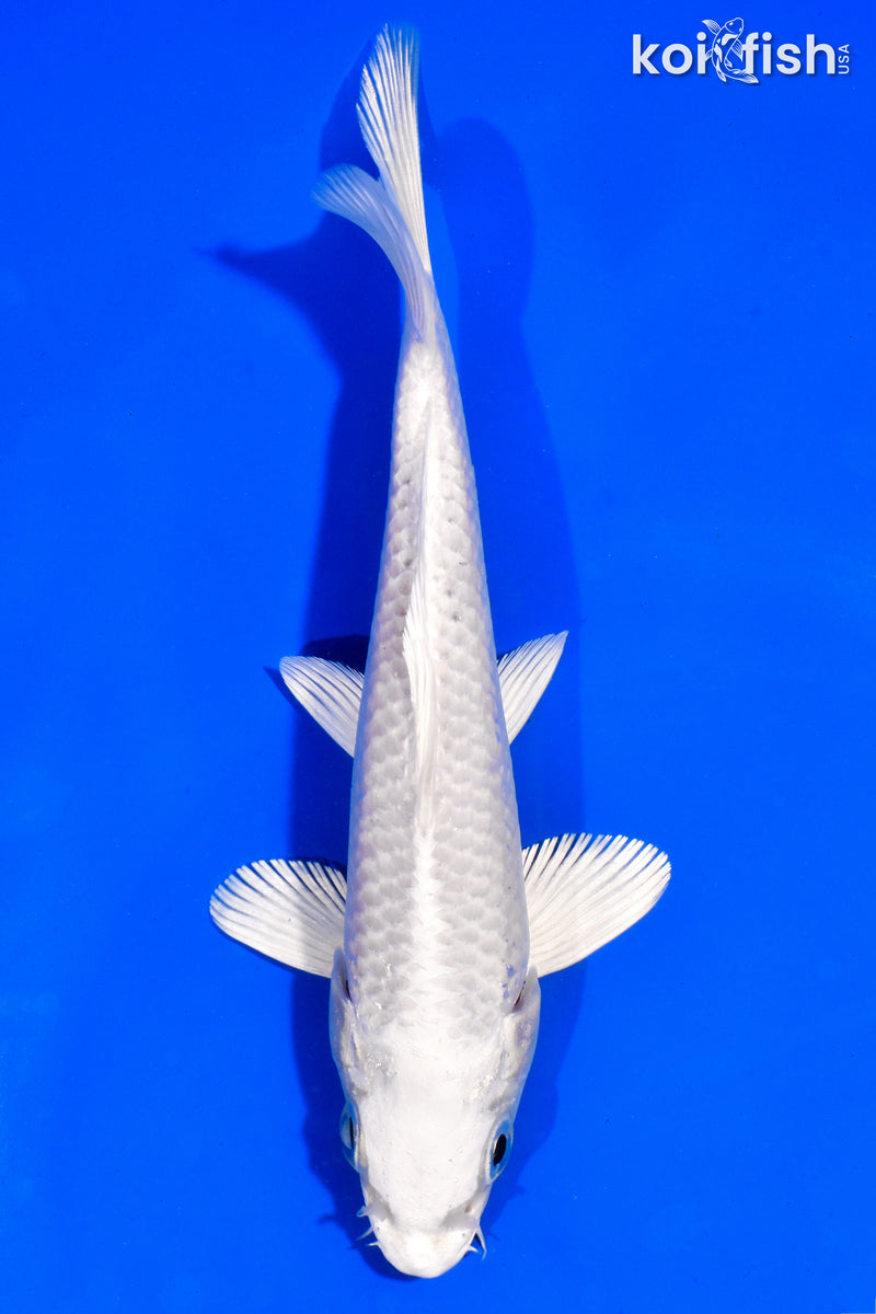 6" PLATINUM OGON