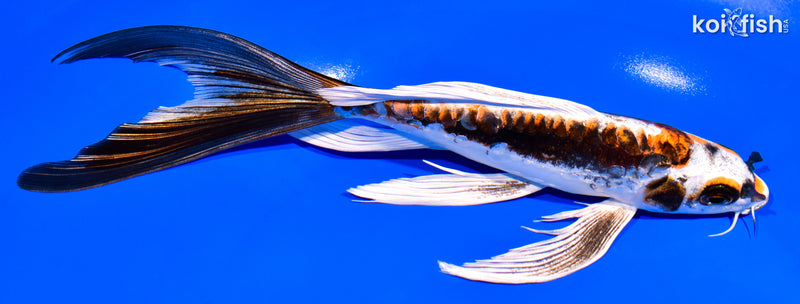 8" BENI KIKOKURYU BUTTERFLY
