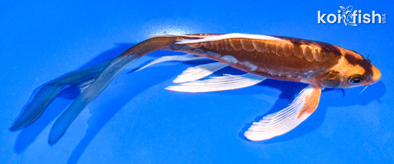 6.5" BENI KIKOKURYU BUTTERFLY