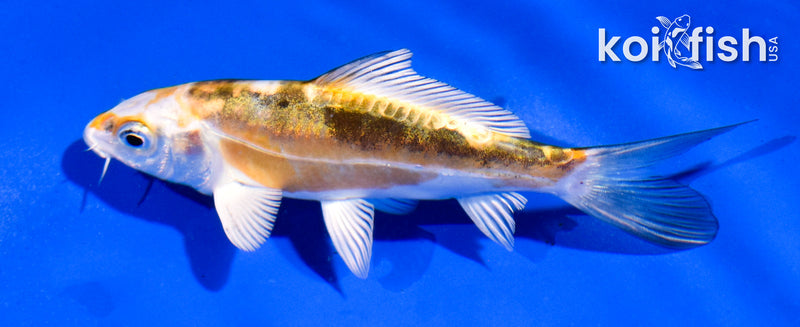4.5" KIN KIKOKURYU