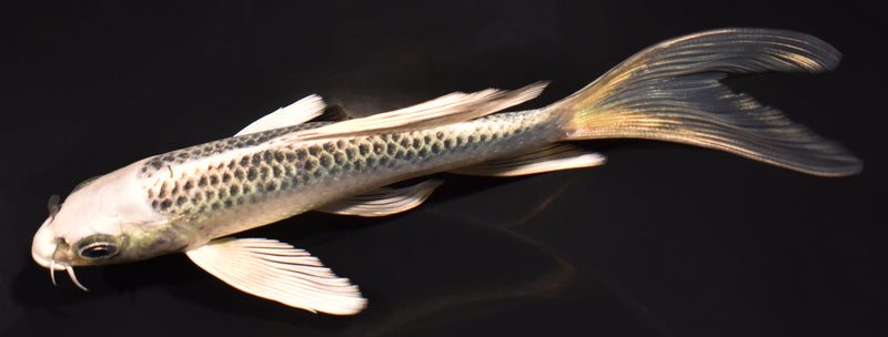 5.5" GIN MATSUBA BUTTERFLY