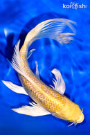 7.5" GINRIN YAMABUKI OGON BUTTERFLY