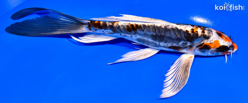 7.75" BENI KIKOKURYU BUTTERFLY