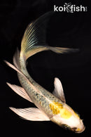 5.25" KUJAKU BUTTERFLY